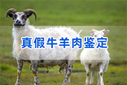 乌兰察布羊类动物鉴定